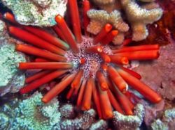 Pencil Urchin. Maui, Hawaii. by Kevin Robert Panizza 